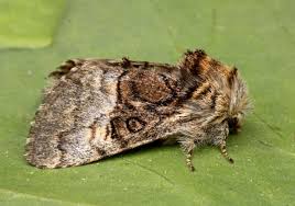 Attēlu rezultāti vaicājumam “Colostygia pectinataria female”