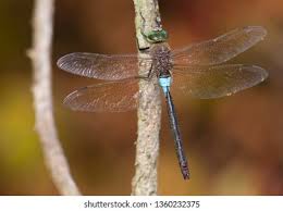 Attēlu rezultāti vaicājumam “Anax parthenope”