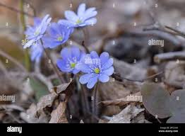 Attēlu rezultāti vaicājumam “Hepatica nobilis flower”