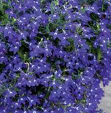 Image result for Lobelia erinus