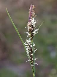 Attēlu rezultāti vaicājumam “Carex lasiocarpa female flower”