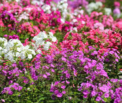 Image result for Phlox drummondii