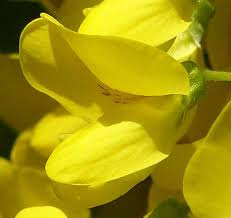 Attēlu rezultāti vaicājumam “Laburnum anagyroides flower”