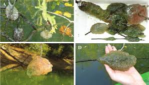 Attēlu rezultāti vaicājumam “Spongilla lacustris”