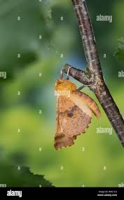 Attēlu rezultāti vaicājumam “Ennomos autumnaria male”