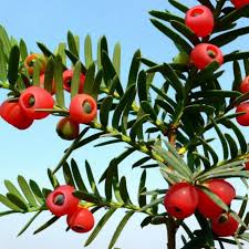 Attēlu rezultāti vaicājumam “Taxus baccata fruit”