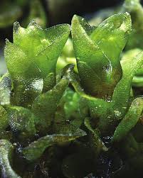 Attēlu rezultāti vaicājumam “Jungermannia sphaerocarpa”