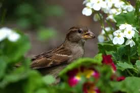 Image result for Bristol Swifts