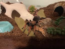 Attēlu rezultāti vaicājumam “Badhamia bethelii stalked”