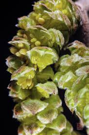 Attēlu rezultāti vaicājumam “Corylus avellana male flower”