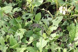 Attēlu rezultāti vaicājumam “Callimorpha dominula larva”