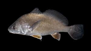 Image result for Aplodinotus grunniens