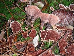 Attēlu rezultāti vaicājumam “Hydnellum sp.”