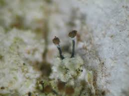 Attēlu rezultāti vaicājumam “Chaenotheca trichialis”