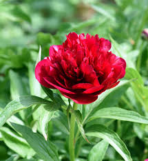 Image result for Pfingstrose