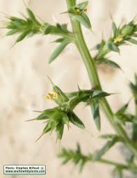 Attēlu rezultāti vaicājumam “Salsola kali”