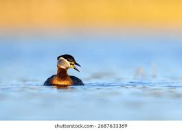 Attēlu rezultāti vaicājumam “Podiceps grisegena”