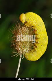 Attēlu rezultāti vaicājumam “Cimbex femoratus larva”