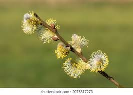 Attēlu rezultāti vaicājumam “Salix cinerea male flower”