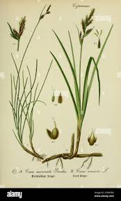 Attēlu rezultāti vaicājumam “Carex arenaria  leaf”