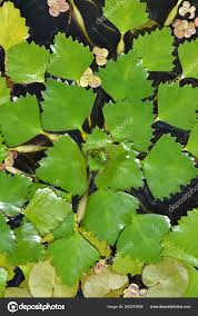 Attēlu rezultāti vaicājumam “Trapa natans leaf”