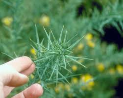 Attēlu rezultāti vaicājumam “Hordelymus europaeus leaf”