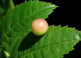 Attēlu rezultāti vaicājumam “Diplolepis eglanteriae”