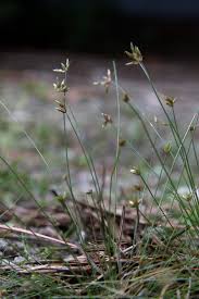 Attēlu rezultāti vaicājumam “Carex capillaris”