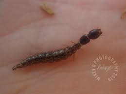 Attēlu rezultāti vaicājumam “Raphidioptera larva”