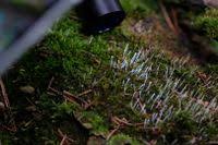 Attēlu rezultāti vaicājumam “Eocronartium muscicola”