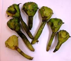 Attēlu rezultāti vaicājumam “Trapaceae”