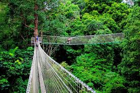 「Mt. Tamborine」的圖片搜尋結果