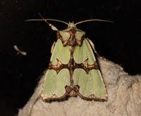 Attēlu rezultāti vaicājumam “Staurophora celsia”