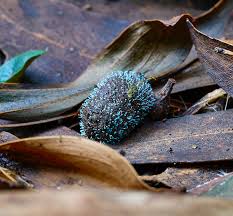 Attēlu rezultāti vaicājumam “Penicillium vulpinum”