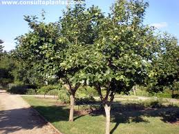 Attēlu rezultāti vaicājumam “Cydonia oblonga”