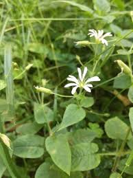 Attēlu rezultāti vaicājumam “Stellaria nemorum bud”
