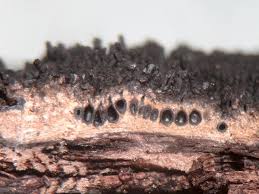 Attēlu rezultāti vaicājumam “Anthostoma decipiens”