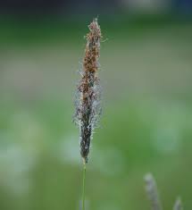 Attēlu rezultāti vaicājumam “Alopecurus pratensis fruit”