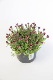 Attēlu rezultāti vaicājumam “Antennaria dioica fruit”