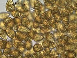 Attēlu rezultāti vaicājumam “Tritomaria exsectiformis”