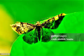 Attēlu rezultāti vaicājumam “Thyatira batis imago”