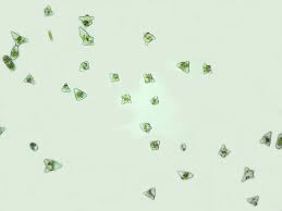 Attēlu rezultāti vaicājumam “Cladopodiella francisci”