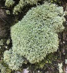 Attēlu rezultāti vaicājumam “Dicranales”