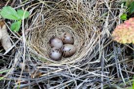 Attēlu rezultāti vaicājumam “Emberiza schoeniclus eggs”