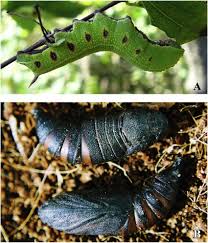 Attēlu rezultāti vaicājumam “Hemaris fuciformis”