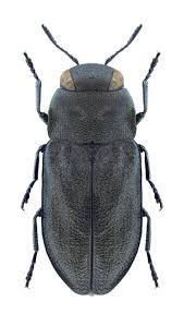 Attēlu rezultāti vaicājumam “Anthaxia quadripunctata”