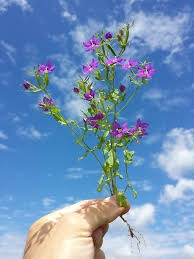 Image result for Legousia speculum-veneris