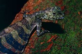 Image result for TRIANGLE CHANGQUAN FLYING DRAGON