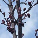 Attēlu rezultāti vaicājumam “Malus purpurea leaf”
