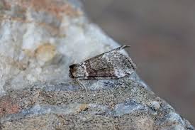 Attēlu rezultāti vaicājumam “Tetheella fluctuosa”